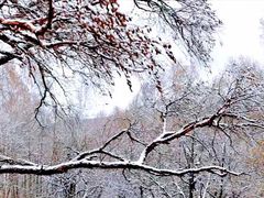 -迪拜沙漠冲沙
