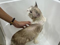 -爱洗澡的猫(天河路店)