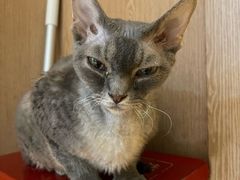 -MOCHA明星猫咖(田子坊店)