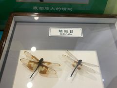 -上海昆虫博物馆