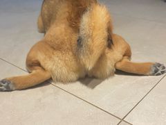 -芭比堂宠物医院·全科爱猫医院·仁德分院
