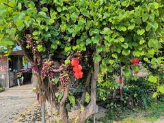 -广州市石门国家森林公园