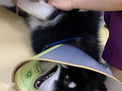 -创凡宠物医院·骨专科  猫科中心(西乡分院)