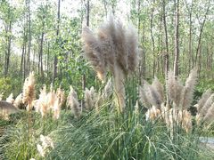 -合肥滨湖国家森林公园