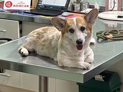 -哆趣宠物医院·眼科·内镜·急重症转诊中心(上海店)
