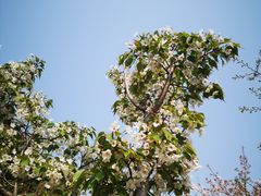 景点-高东镇樱花园