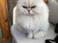 -喵屿·大理花园猫咖