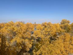 -金塔沙漠胡杨林景区