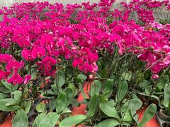 -龙大花卉苗木市场