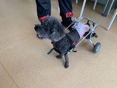 -瑞派·关忠动物医院·猫专科·犬专科(三环新城店)