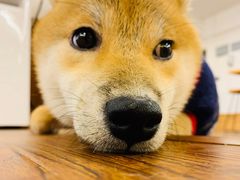 -豆柴町-柴犬主题狗咖(红鼎国际C座店)