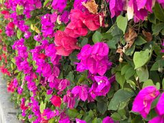 -三亚海棠湾万丽度假酒店