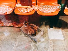 -猫咪博物馆(顶澳仔猫街店)