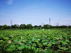 -上海长兴岛郊野公园
