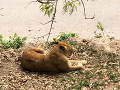 -大连森林动物园