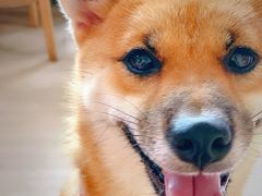 -柴犬高等学院·狗咖·柴犬售卖·宠物训练