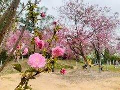 -火炉山森林公园