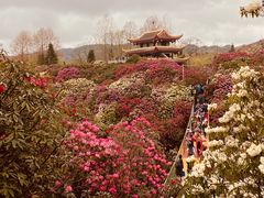 -贵州百里杜鹃风景名胜区