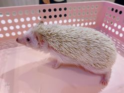 -Moni星球萌宠·小马宝莉·灵蛇·高端高阶全萌宠互动体验俱乐部(红豆国际广场店)