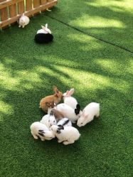 -萌宠亲子动物乐园(槐房万达店)