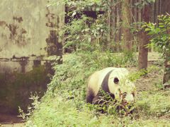 景点-成都大熊猫繁育研究基地