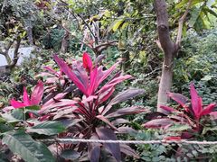 -呀路古热带植物园