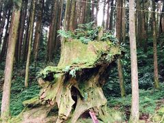 -阿里山神木遗迹