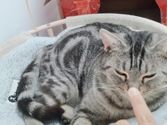 -宠福鑫康馨动物医院·骨科·眼科