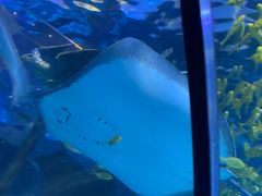 -太平洋海底世界