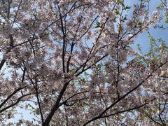 -高东镇樱花园