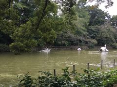 景点-井之头恩赐公园