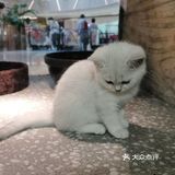258元两大一小一小时萌宠亲子时光