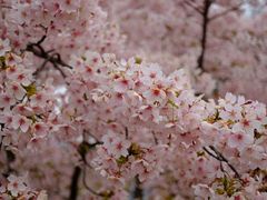 -上海辰山植物园