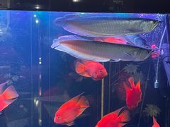 -海天楼中餐厅(吴宫泛太平洋酒店)