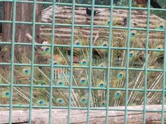 -北京动物园-畅观楼