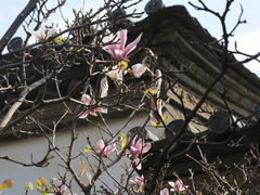 -朱家花园