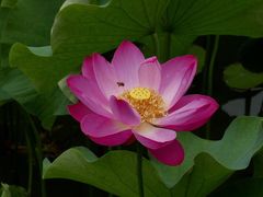 -四川大学(华西校区)