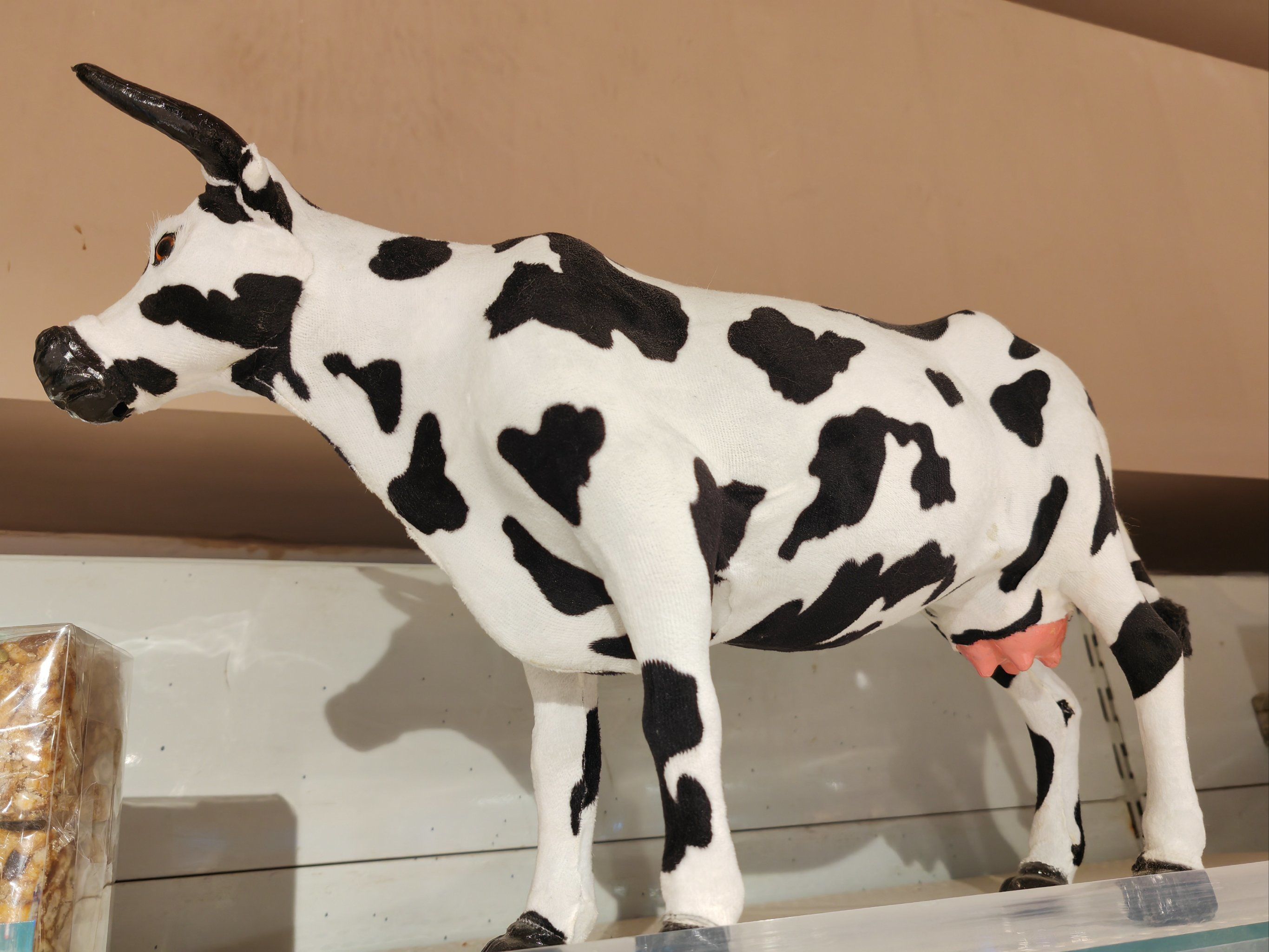 快来看,这只小奶牛真的超可爱