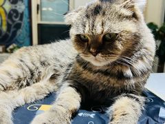-猫小院猫主题餐厅(南锣旗舰店)