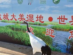 -盐城丹顶鹤湿地生态旅游区