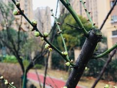 -上海东方佘山翰悦阁酒店·Vie全日制餐厅