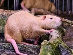 -正佳雨林生态植物园