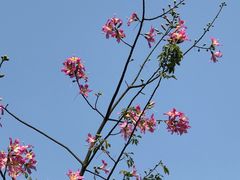 -长洲岛