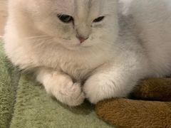 -猫小院猫主题餐厅(三里屯店)