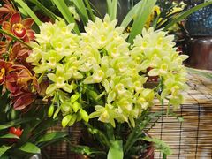 -双季花艺园艺市场(浦东店)
