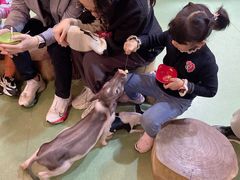-藦茜花园宠物主题亲子互动体验馆(国顺东路店)