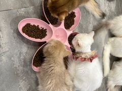 -楼上猫咖(罗湖店)