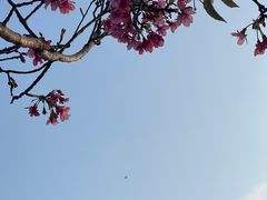-四海公园(南山区)