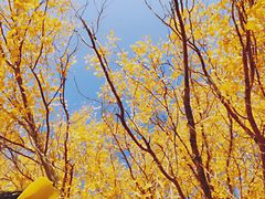 -金塔沙漠胡杨林景区