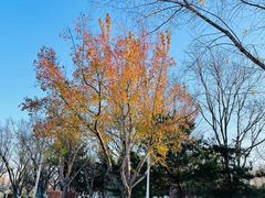 -济南国际园博园